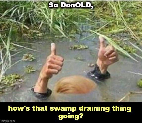 Not only did he not drain the swamp, he brought the swamp with him to Washington, on a scale of corruption never seen before. | So DonOLD, how's that swamp draining thing 
going? | image tagged in trump swamp creature,drain the swamp trump,trump,swamp,corruption,greedy | made w/ Imgflip meme maker