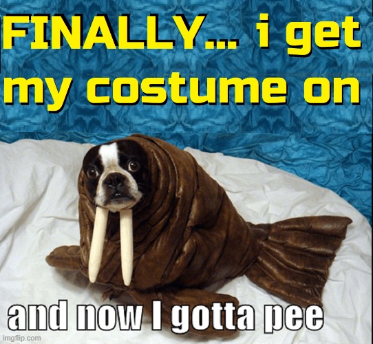 That's the way it always works, huh? | image tagged in vince vance,walrus,dogs,halloween costume,memes,gotta go pee | made w/ Imgflip meme maker