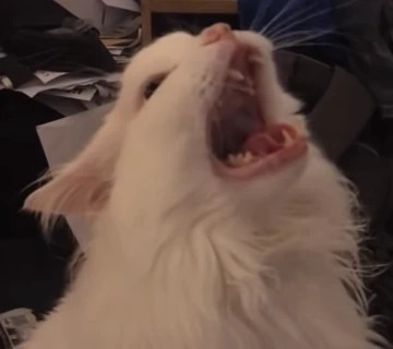 Meow Blank Meme Template