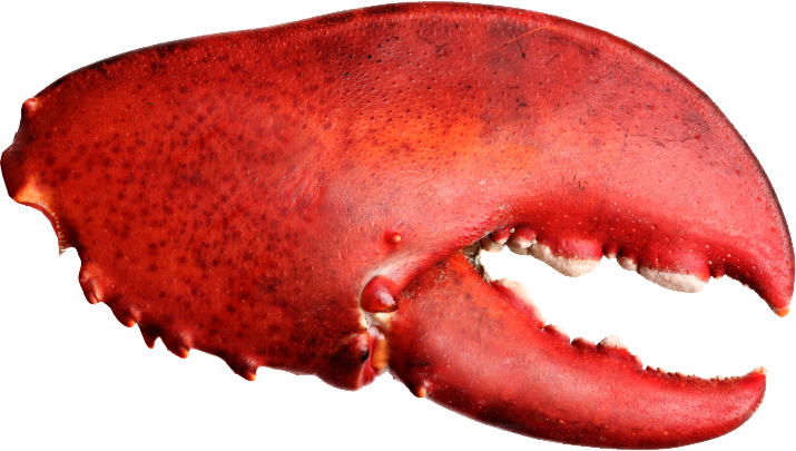 CLAW - right Blank Meme Template