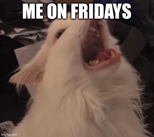 Meow | ME ON FRIDAYS | image tagged in meow | made w/ Imgflip meme maker