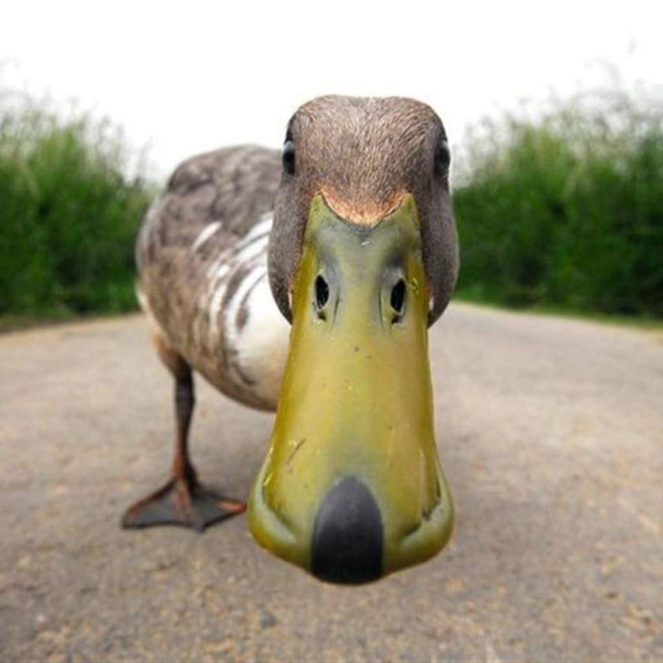 Duck Pic Blank Meme Template