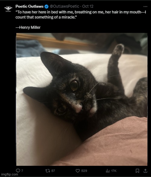 Miller | image tagged in funny,cats | made w/ Imgflip meme maker