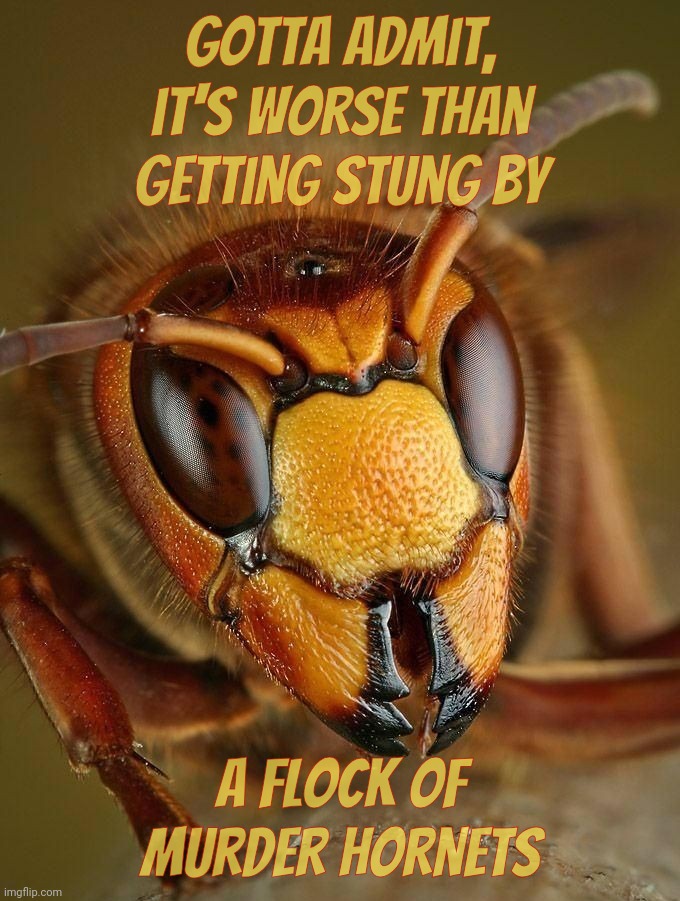 Interweb burns. Break out the analgesic | Gotta admit, it's worse than getting stung by; a flock of murder hornets | image tagged in murder hornet | made w/ Imgflip meme maker