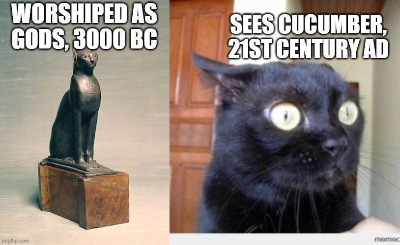 WORSHIPED AS GODS, 3000 BC SEES CUCUMBER, 21ST CENTURY AD | image tagged in scared cat | made w/ Imgflip meme maker