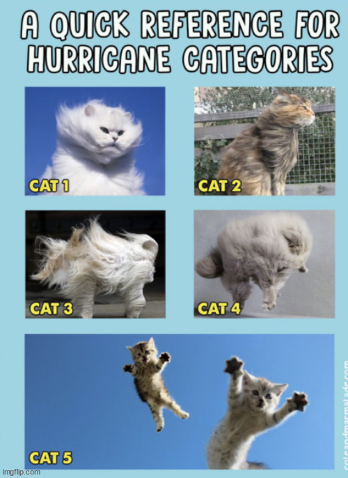 Know your cats | image tagged in cats | made w/ Imgflip meme maker