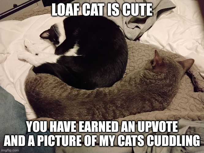 LOAF CAT IS CUTE YOU HAVE EARNED AN UPVOTE AND A PICTURE OF MY CATS CUDDLING | made w/ Imgflip meme maker