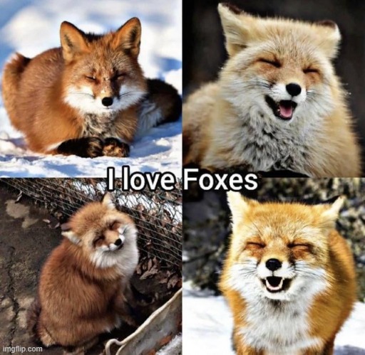 image tagged in fox,foxes,red fox,red fomx,fomx | made w/ Imgflip meme maker