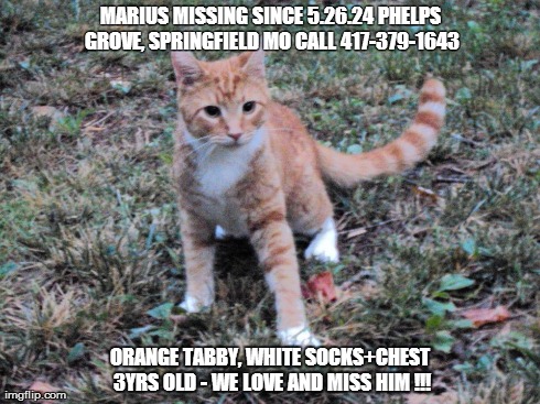 MARIUS MISSING SINCE 5.26.24 PHELPS GROVE, SPRINGFIELD MO CALL 417-379-1643 ORANGE TABBY, WHITE SOCKS+CHEST 3YRS OLD - WE LOVE AND MISS HIM  | made w/ Imgflip meme maker