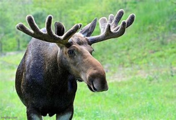 how are moose even real | made w/ Imgflip meme maker