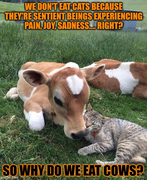 This #lolcat wonders why hoo-mens won't eat it | WE DON'T EAT CATS BECAUSE THEY'RE SENTIENT BEINGS EXPERIENCING PAIN, JOY, SADNESS.... RIGHT? SO WHY DO WE EAT COWS? | image tagged in hypocrisy,vegetarian,cows,meat,lolcat,think about it | made w/ Imgflip meme maker