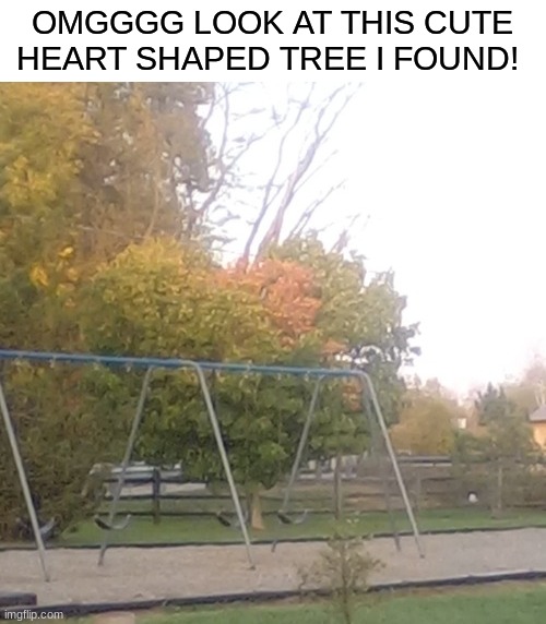 Its sooo cool! | OMGGGG LOOK AT THIS CUTE HEART SHAPED TREE I FOUND! | made w/ Imgflip meme maker