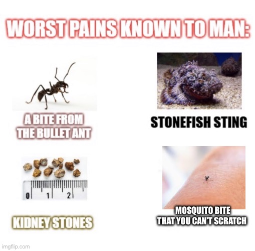 Who agrees? | MOSQUITO BITE THAT YOU CAN’T SCRATCH | image tagged in most painful things known to man | made w/ Imgflip meme maker