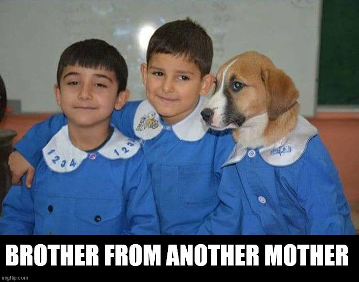 Brothers | BROTHER FROM ANOTHER MOTHER | image tagged in dogs | made w/ Imgflip meme maker