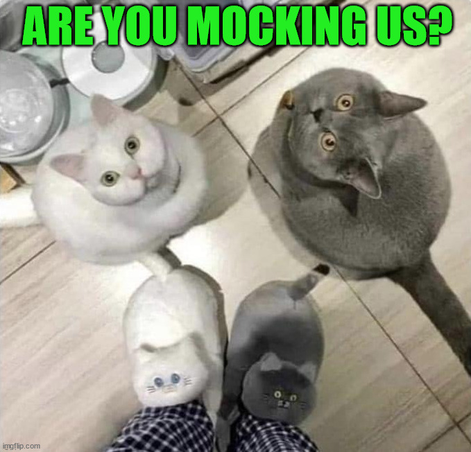 Slippers | ARE YOU MOCKING US? | image tagged in cats | made w/ Imgflip meme maker