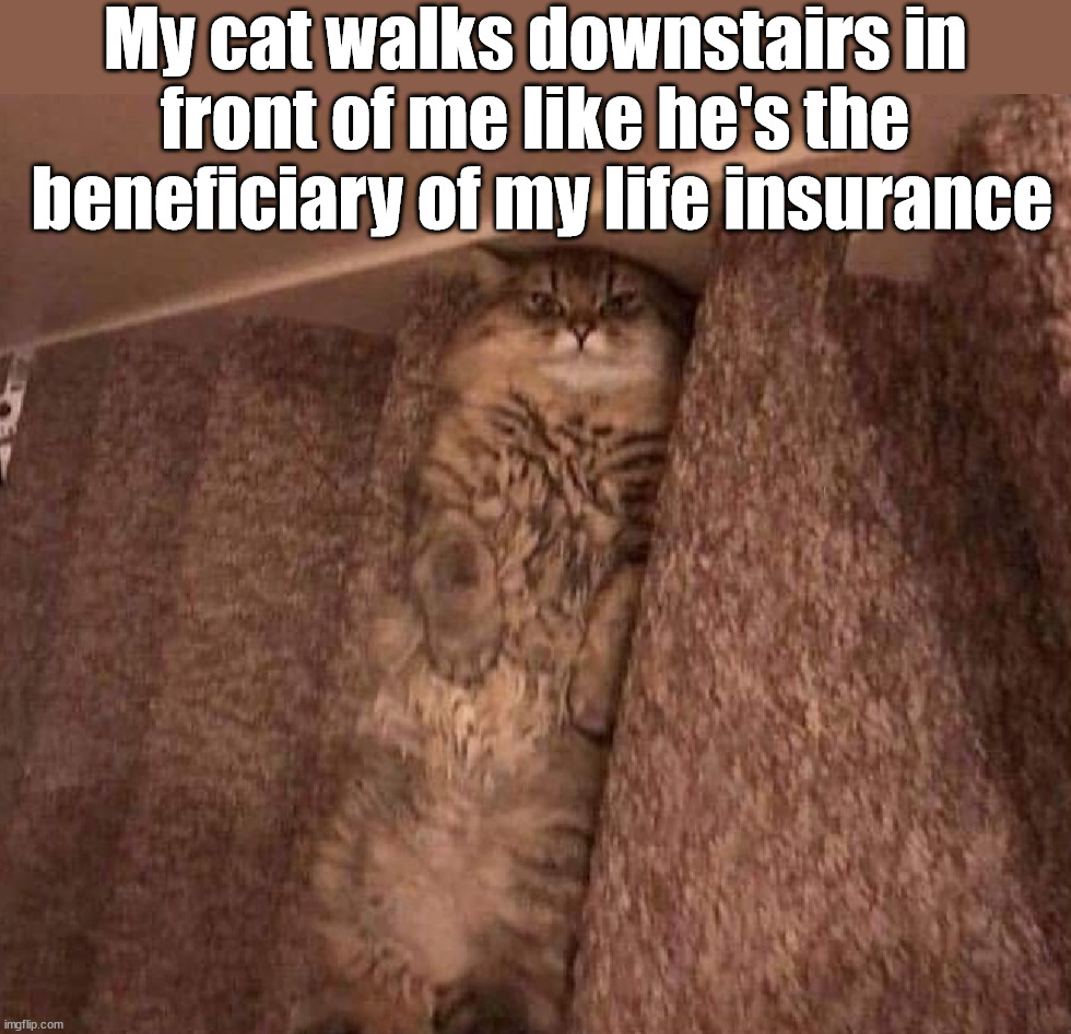 Have a nice fall | My cat walks downstairs in 
front of me like he's the 
beneficiary of my life insurance | image tagged in cat | made w/ Imgflip meme maker