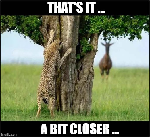 When You Don't Feel Like Running ... | THAT'S IT ... A BIT CLOSER ... | image tagged in cats,lazy,leopard | made w/ Imgflip meme maker