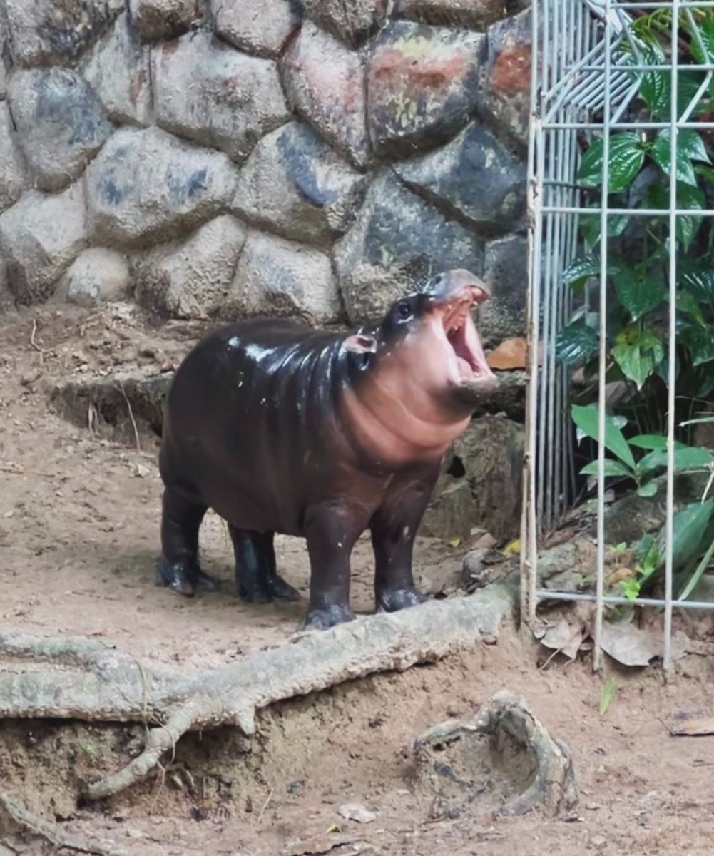 Moo Dang Blank Meme Template