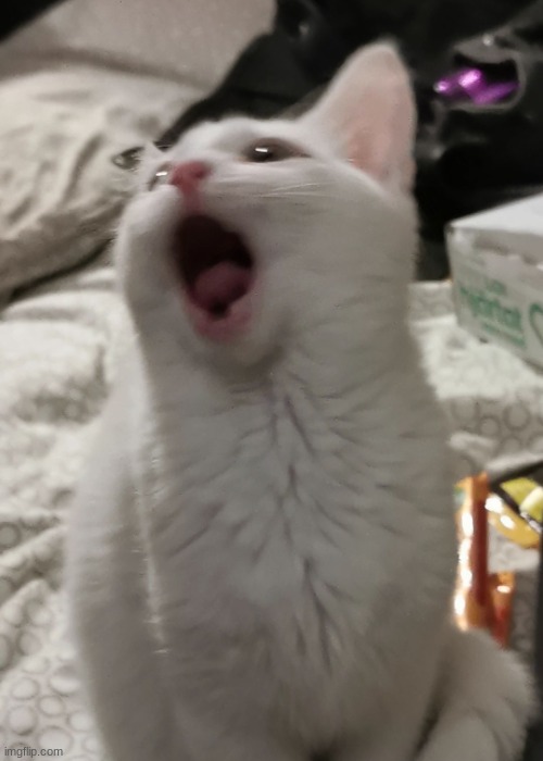 Cat meowing | image tagged in cat meowing | made w/ Imgflip meme maker