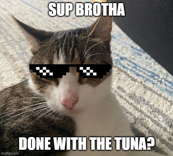 "sup brotha" cat | SUP BROTHA; DONE WITH THE TUNA? | image tagged in cats,mlg,deal with it,funny meme,memes | made w/ Imgflip meme maker