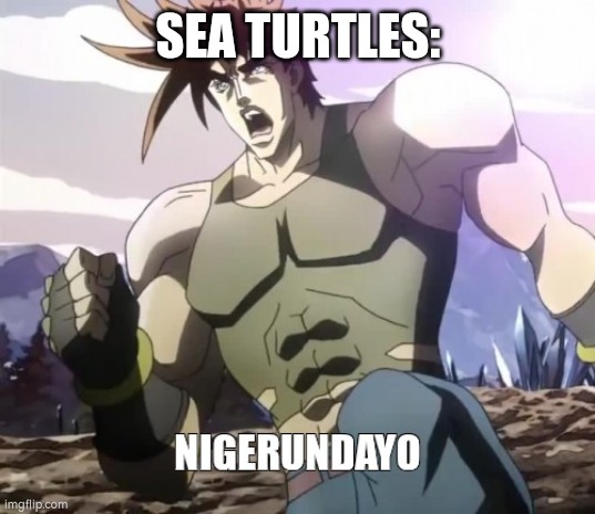 Nigerundayo | SEA TURTLES: | image tagged in nigerundayo | made w/ Imgflip meme maker