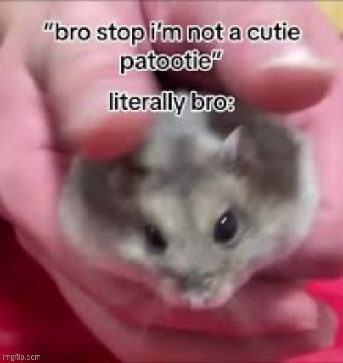 hampter <3 | made w/ Imgflip meme maker