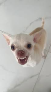 Niki The Chihuahua Blank Meme Template