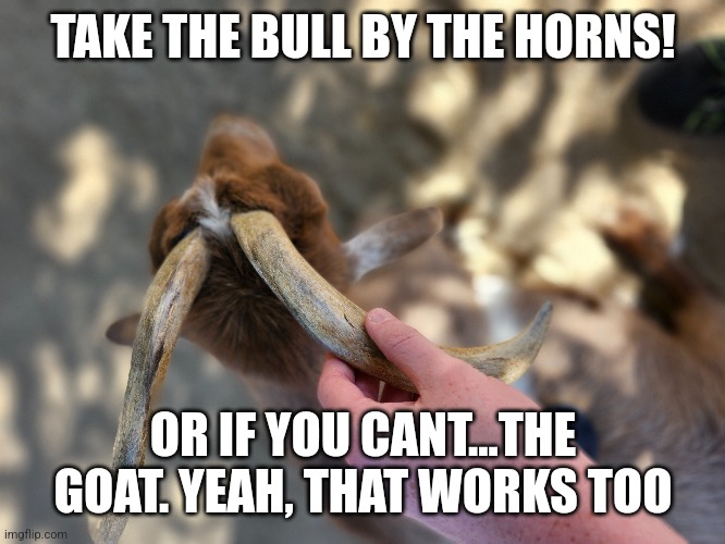 TAKE THE BULL BY THE HORNS! OR IF YOU CANT...THE GOAT. YEAH, THAT WORKS TOO | made w/ Imgflip meme maker