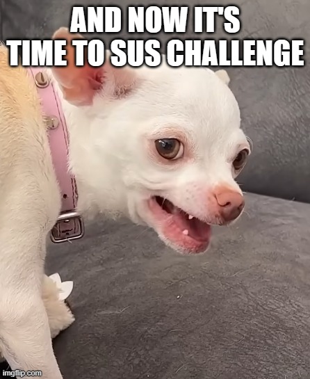 Niki The Chihuahua say And Now It's Time to Sus Challenge | AND NOW IT'S TIME TO SUS CHALLENGE | image tagged in sus,dog,funny | made w/ Imgflip meme maker