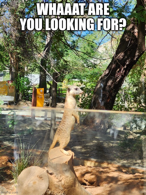 WHAAAT ARE YOU LOOKING FOR? | made w/ Imgflip meme maker