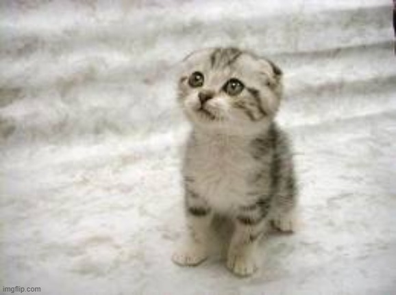 Sad Cat Meme | image tagged in memes,sad cat | made w/ Imgflip meme maker