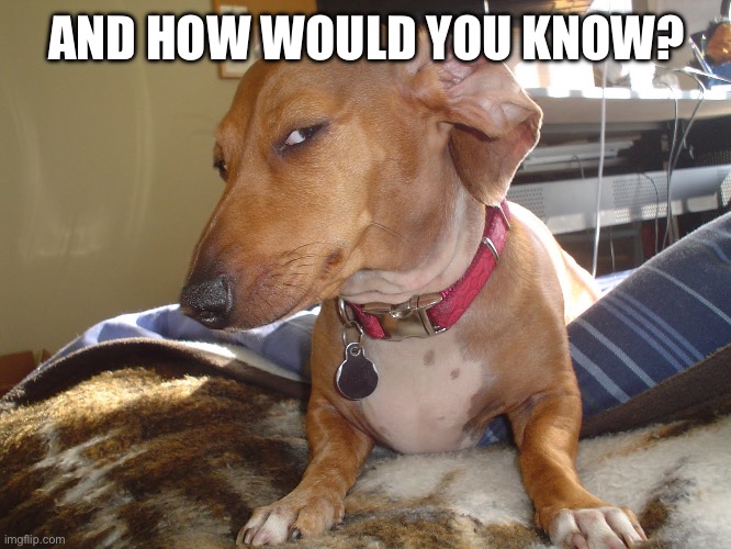 Suspicious Dog | AND HOW WOULD YOU KNOW? | image tagged in suspicious dog | made w/ Imgflip meme maker