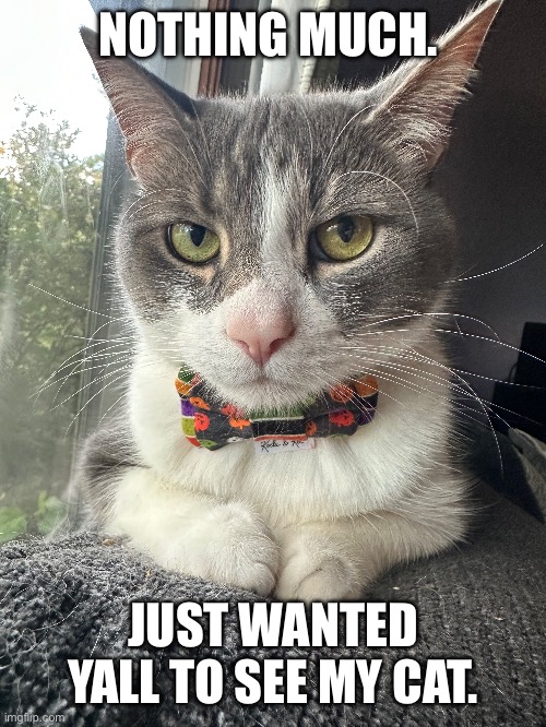 My cat | NOTHING MUCH. JUST WANTED YALL TO SEE MY CAT. | image tagged in oh wow are you actually reading these tags,cute cat | made w/ Imgflip meme maker