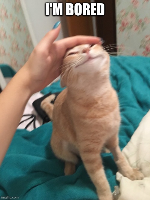 :3 | I'M BORED | image tagged in cat pat | made w/ Imgflip meme maker