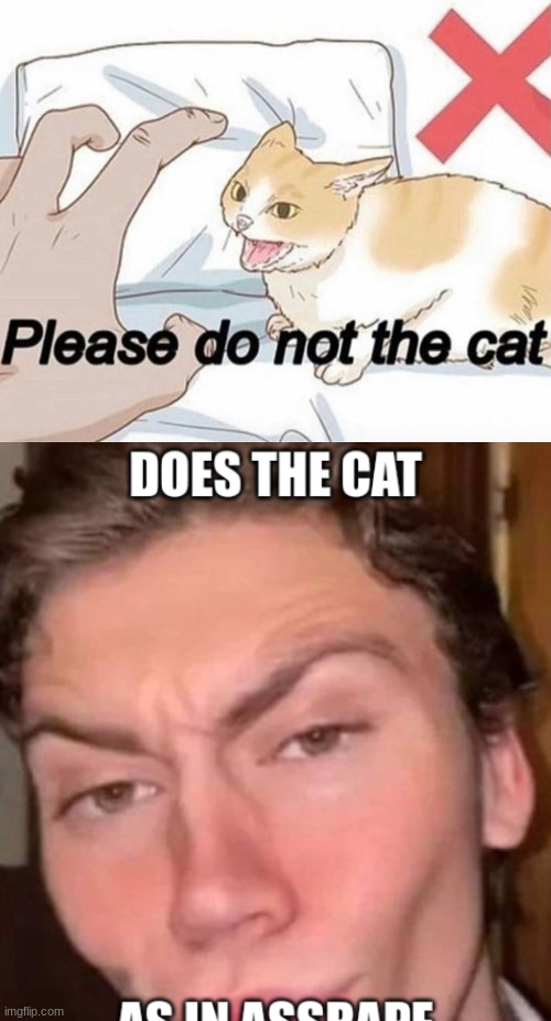 e | image tagged in please do not the cat | made w/ Imgflip meme maker