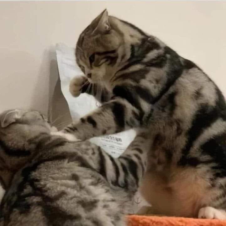 cat punch Blank Meme Template