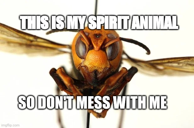 Spirit animal | THIS IS MY SPIRIT ANIMAL; SO DON'T MESS WITH ME | image tagged in murder hornet | made w/ Imgflip meme maker