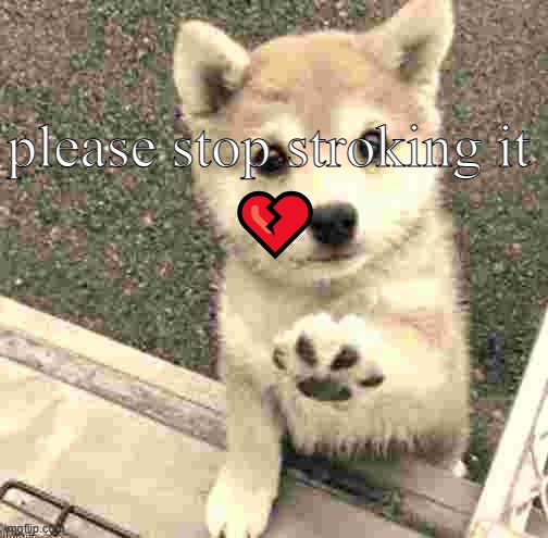 ??? | please stop stroking it; 💔 | image tagged in cute dog | made w/ Imgflip meme maker