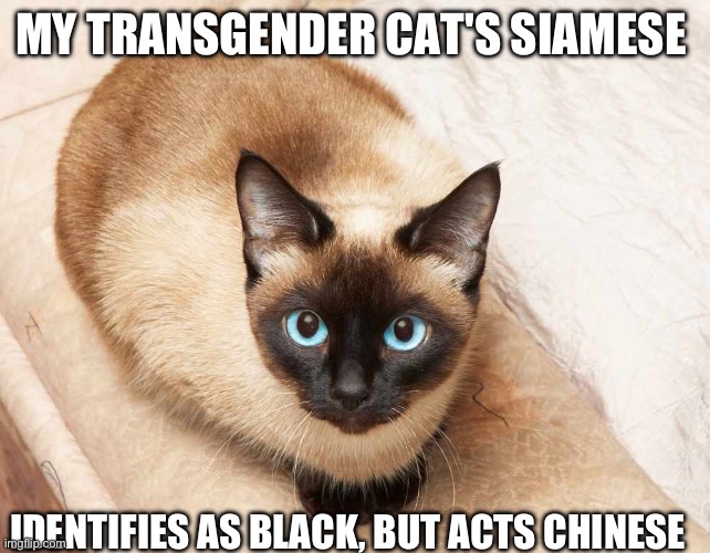 me or ______ siamese cat | MY TRANSGENDER CAT'S SIAMESE; IDENTIFIES AS BLACK, BUT ACTS CHINESE | image tagged in siamese cat,eminem,houdini | made w/ Imgflip meme maker