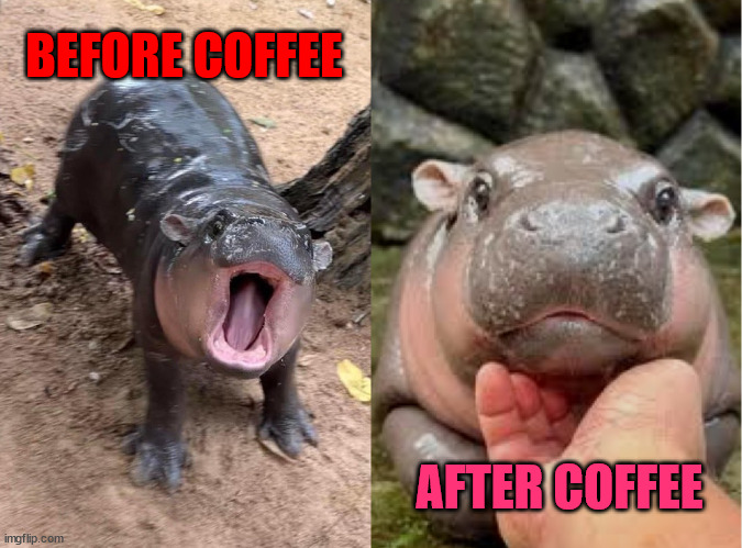 Morning vibes #coffeelovers  #moodeng ❤️ | BEFORE COFFEE; AFTER COFFEE | image tagged in moo deng rawr and kalm,coffee,moodeng,good morning | made w/ Imgflip meme maker