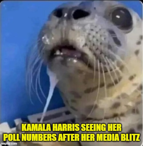 Poll Numbers | KAMALA HARRIS SEEING HER POLL NUMBERS AFTER HER MEDIA BLITZ | image tagged in your ma,kamala harris,vice president,polls,maga,make america great again | made w/ Imgflip meme maker