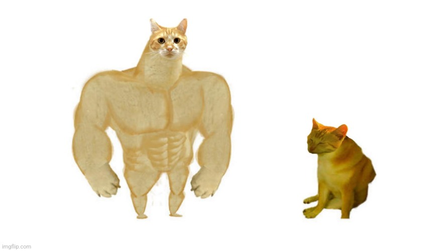 Buff MUGI vs Cheems MUGI | image tagged in cat,mugi,doge,buff doge vs cheems,dogecoin,memecoin | made w/ Imgflip meme maker