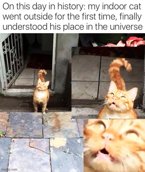 He finally went outside | image tagged in cats,door,finally,god,is that you | made w/ Imgflip meme maker