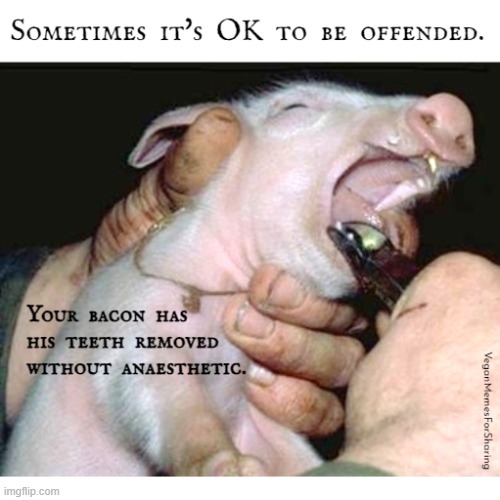 Indeed | image tagged in vegan,veganism,meat,bacon,pork,ham | made w/ Imgflip meme maker