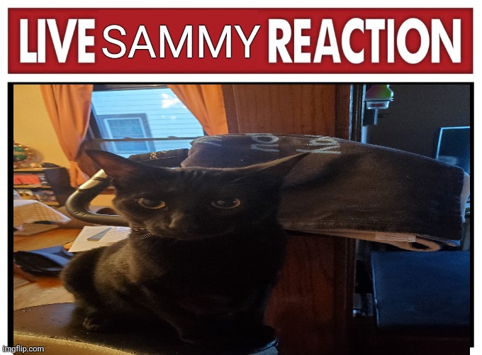 Live reaction | SAMMY | image tagged in live reaction | made w/ Imgflip meme maker