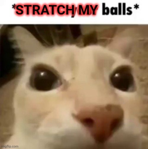 X your balls | STRATCH MY | image tagged in x your balls | made w/ Imgflip meme maker