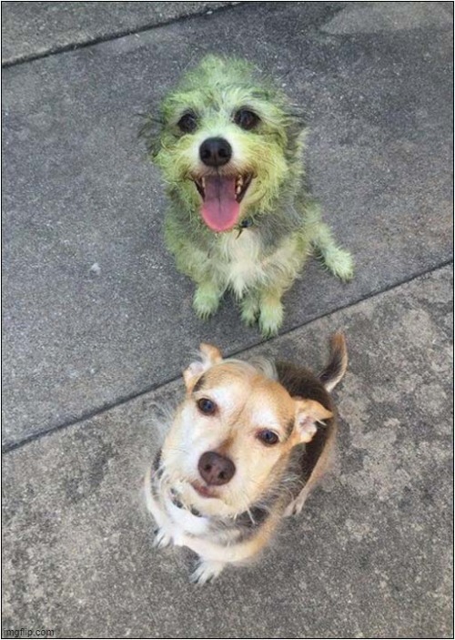 Which One 'Helped' Mow The Lawn ? | image tagged in dogs,lawn,rolling,grass | made w/ Imgflip meme maker