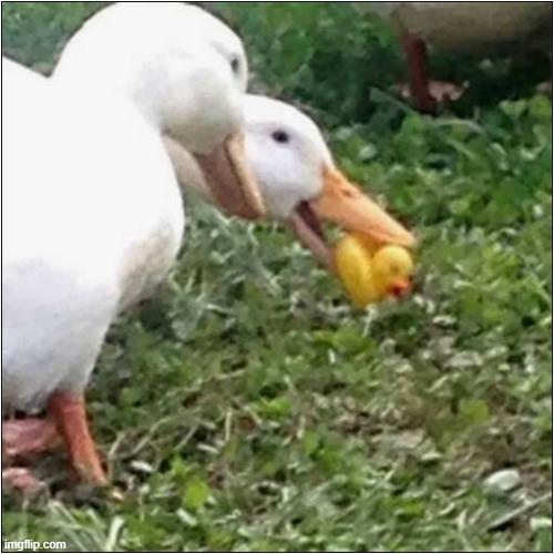 How To Confuse Ducks ! | image tagged in ducks,rubber ducks,confusion | made w/ Imgflip meme maker