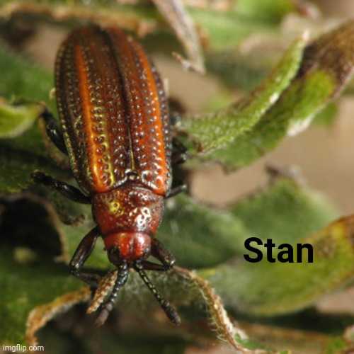 A bug named Stan | Stan | image tagged in stan | made w/ Imgflip meme maker