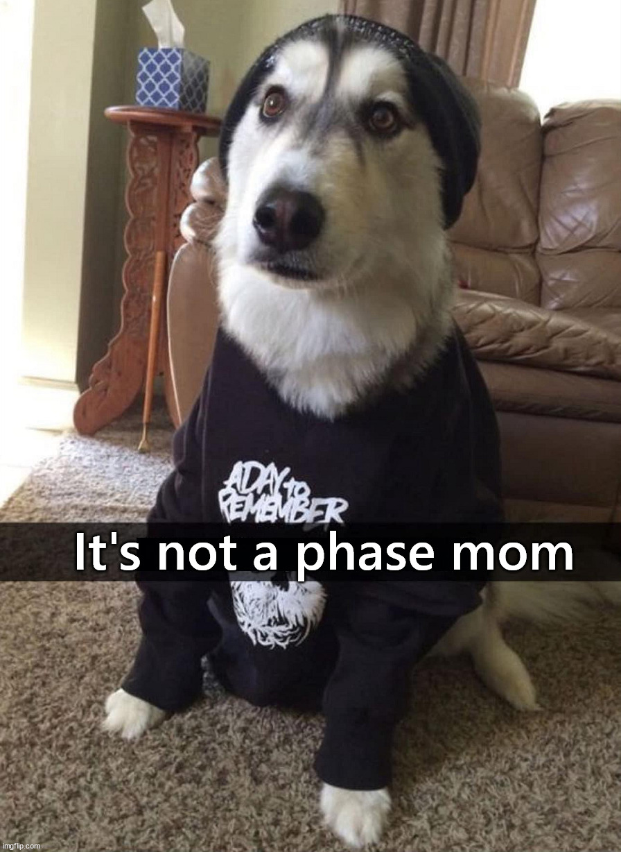 Phase | It's not a phase mom | image tagged in dogs | made w/ Imgflip meme maker